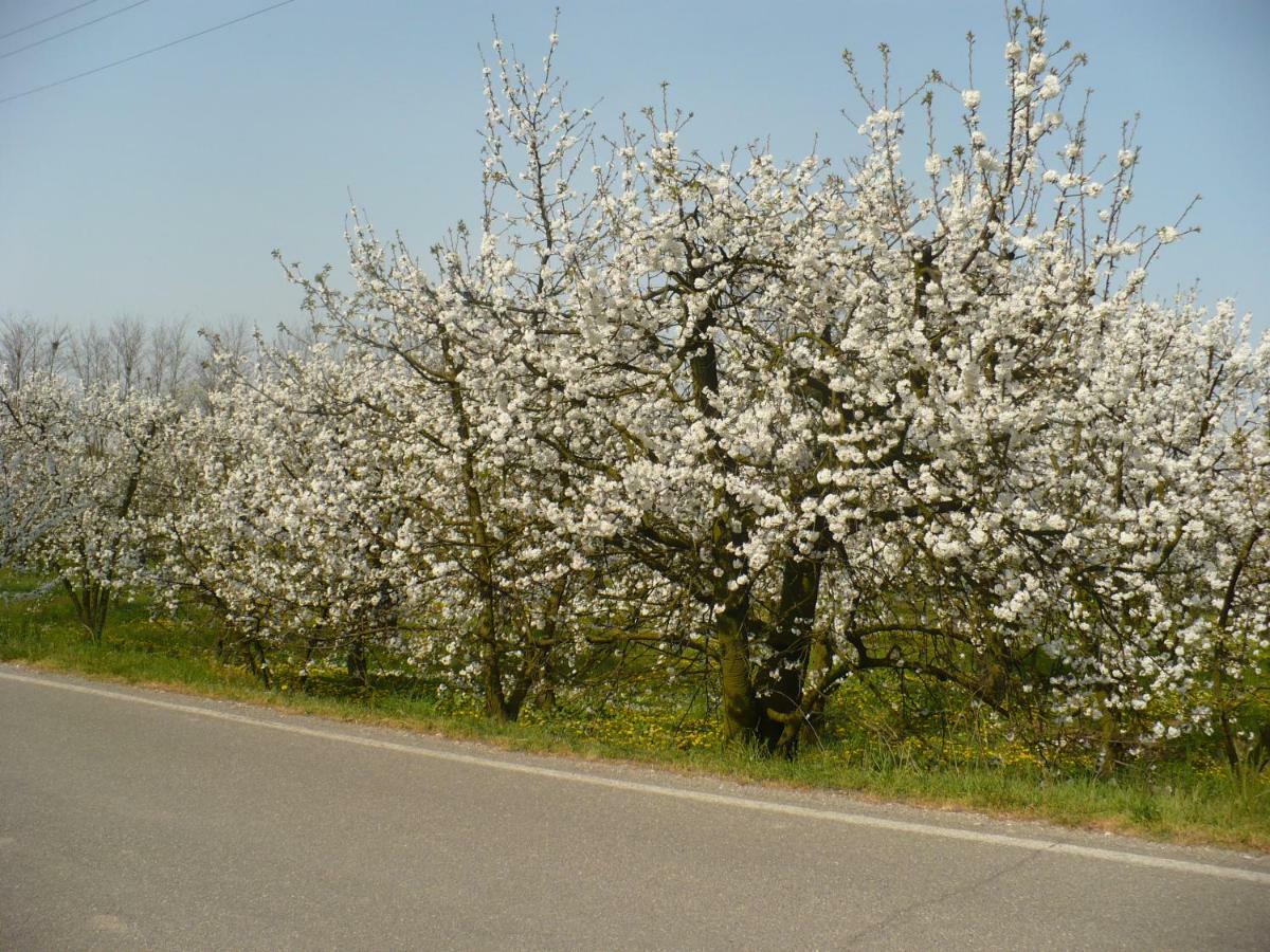 L'Albero Della Gioia Bed and Breakfast Villanova sull'Arda Εξωτερικό φωτογραφία