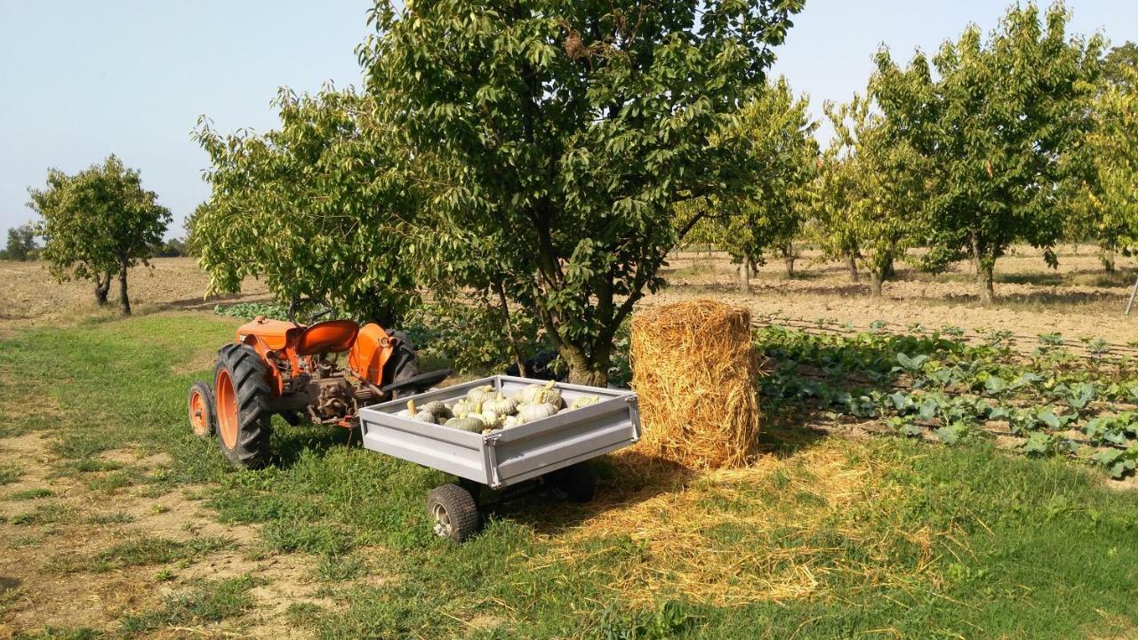 L'Albero Della Gioia Bed and Breakfast Villanova sull'Arda Εξωτερικό φωτογραφία