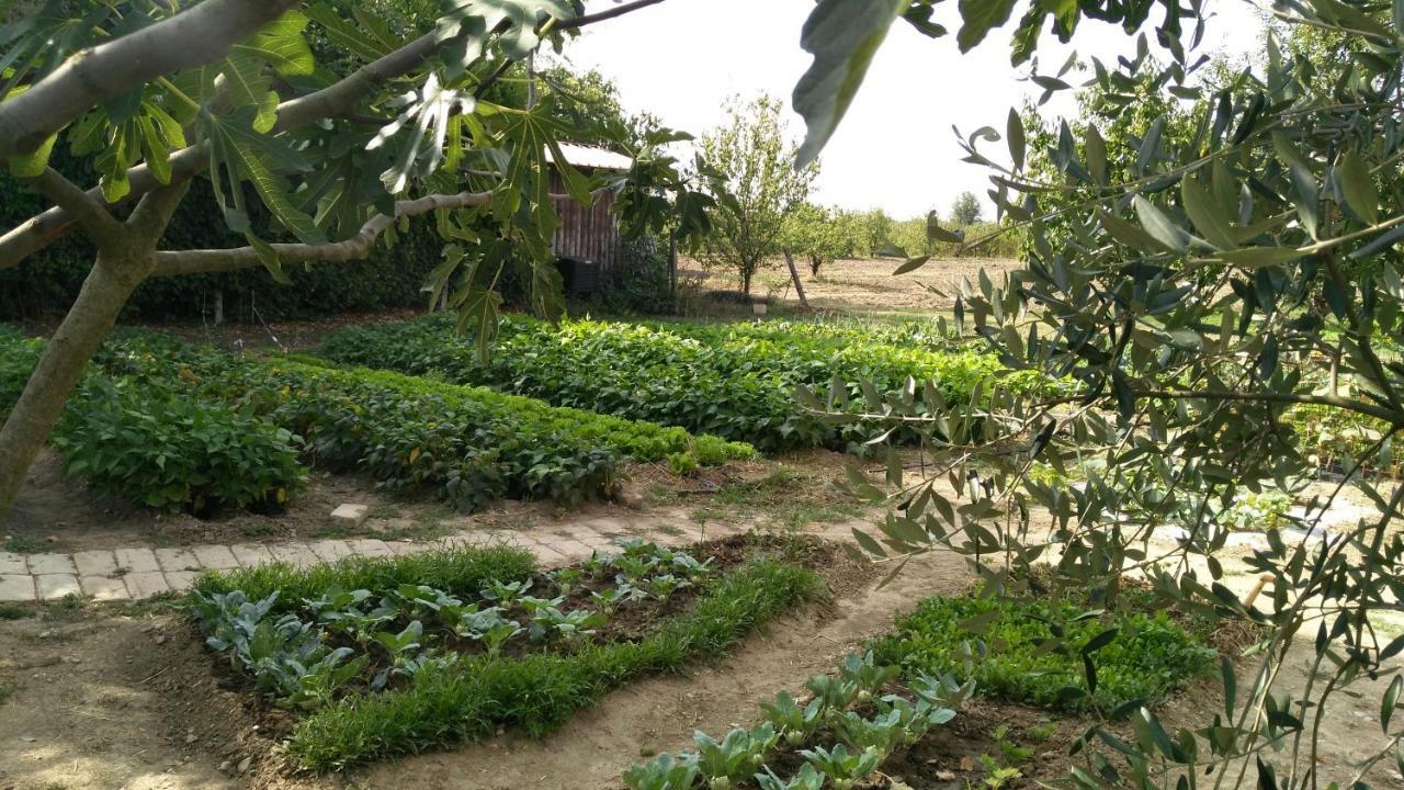 L'Albero Della Gioia Bed and Breakfast Villanova sull'Arda Εξωτερικό φωτογραφία